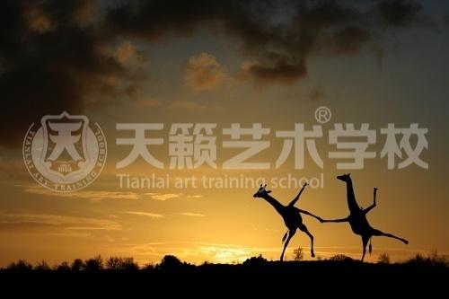 美术艺考培训