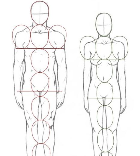 人体结构素描