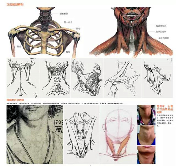素描的头颈肩关系处理好了么?这篇帮你搞定!