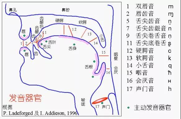 声音器官