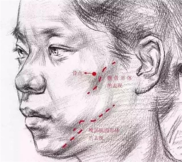 女性素描头像的面部结构及特点